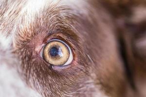 gros plan d'oeil de chien. un gros plan d'un bel œil de chien brun dans un visage de blé brun. incroyable macro d'oeil de chien photo