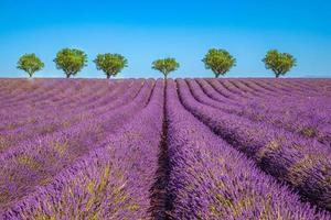 belle campagne en provence, champ de lavande avec arbre solitaire et paysage de nature tranquille. source d'inspiration saisonnière printemps été fleurs de lavande en fleurs, lumière naturelle du soleil, vue paisible sur la nature photo