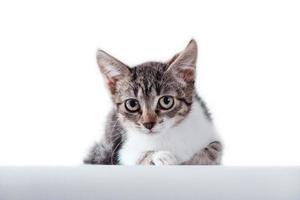 Chaton tabby regardant attentivement sur un fond blanc photo