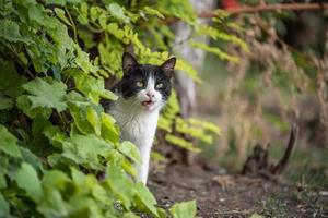 chat noir et blanc en colère dans les buissons photo