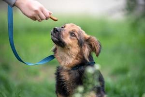traiter pour les chiens main de femme nourrissant un chien bâtard en laisse dans le parc photo