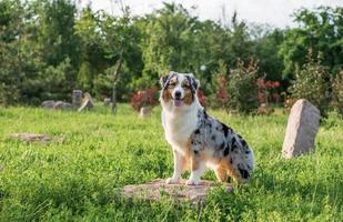 chien de berger australien de race pure pour une promenade dans le parc photo