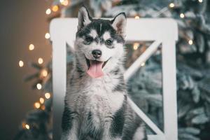 le chiot husky est allongé sur une chaise en bois blanche sur fond d'arbre de noël avec des lumières festives photo