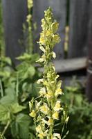 belles fleurs jaunes de muflier dans le jardin. une grande fleur jaune dans un jardin verdoyant. photo