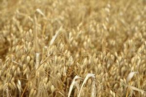 un champ de blé par une journée ensoleillée. gros plan d'épis de blé. un champ agricole avec une culture céréalière. photo