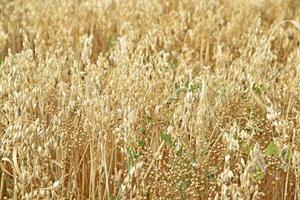 un champ de blé par une journée ensoleillée. gros plan d'épis de blé. un champ agricole avec une culture céréalière. photo