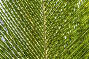 gros plan sur une feuille de palmier vert avec des contours en filigrane photo