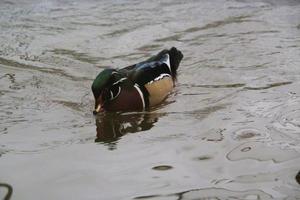 une vue d'un canard branchu sur l'eau photo