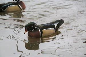 une vue d'un canard branchu sur l'eau photo