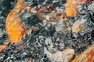 poissons koi dans l'étang balinais photo