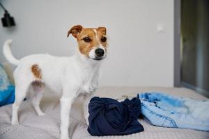 portrait de chien en colère dans la chambre photo