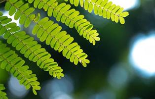 abstrait superbe texture de feuille verte, feuillage de feuilles tropicales nature fond vert photo