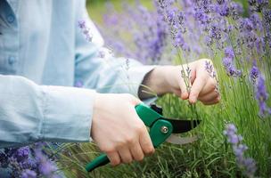 jeune femme coupant des bouquets de lavande photo