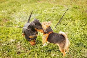 deux chiens se reniflant à l'extérieur pour se saluer photo