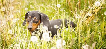 portrait d'un mignon chien teckel dans un champ de pissenlits. bannière photo