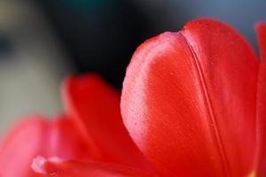 tulipe ouverte rouge. fond de motif de fleurs. macro de pétales de tulipe photo