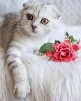 mignon chaton scottish fold avec une rose rose sur un plaid blanc moelleux. photo