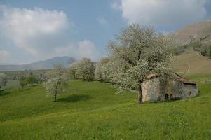 ferme fleurie photo