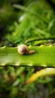 petit escargot sur la feuille photo