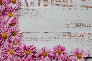 gros plan sur un fond floral rose de chrysanthèmes photo