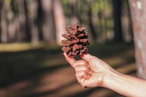 main de femme tenant des graines de pin brun dans le parc naturel. symbole de la plante de sapin des vacances de noël. photo