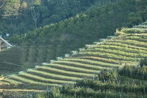 beau théier frais sur la couche de colline pour la récolte. feuilles vertes biologiques naturelles agriculture plante de ferme. photo