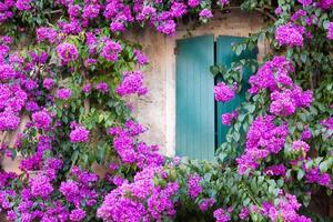 fleur de bouganville en fleurs en été - décoration extérieure d'une maison italienne avec fenêtre traditionnelle. photo