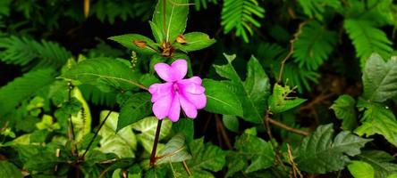 mise au point sélective de la fleur d'impatiens hawkeri, également connue sous le nom de pacar cina ou pacar hawkeri. cette plante pousse sous les tropiques photo