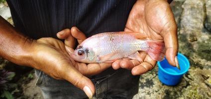 homme tenant du poisson oreochromis niloticus ou du tilapia. oreochromis niloticus frais est assez gros et prêt à être commercialisé photo