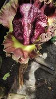 un portrait de la fleur de suweg qui fleurira dans le jardin, cette plante est souvent aussi appelée la fleur du cadavre géant ou porang photo