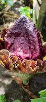 portrait d'amorphophallus paeoniifolius fleur qui fleurit dans un jardin, cette plante prospère dans les climats tropicaux photo