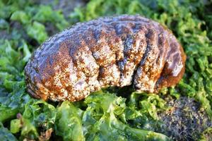 photo de concombre de mer sur la plage