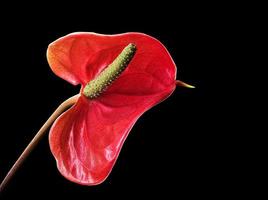 fleur d'anthurium rouge isolée sur fond noir photo