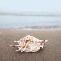 coquille sur la plage photo