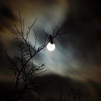 corbeau et pleine lune photo