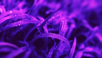 gouttes d'eau sur l'herbe verte photo