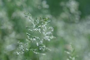 fond d'herbe sauvage photo