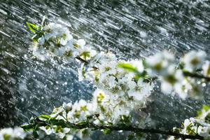 pluie de printemps dans le jardin photo