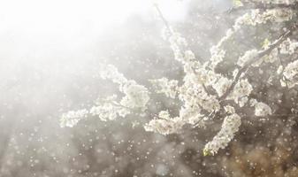 pluie de printemps dans le jardin photo