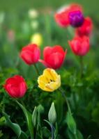 fleurs de tulipes au printemps photo