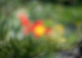 Image floue abstraite d'un jardin de printemps photo