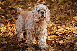 cocker américain dans la forêt d'automne photo