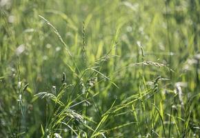 fond d'herbe sauvage photo