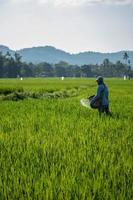 aceh besar, aceh, indonésie, 2022 - photo d'un agriculteur semant de l'engrais dans une rizière, aceh, indonésie