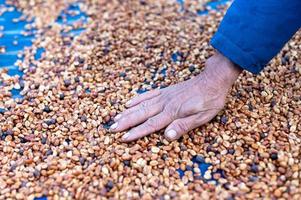 les agriculteurs trient les grains de café pourris et frais avant le séchage. processus traditionnel de fabrication du café. la production de café, séchage naturel au soleil du processus de miel photo