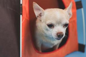 chien chihuahua brun à cheveux courts assis dans une tente de camping orange sur fond bleu. concept de voyage pour animaux de compagnie. photo