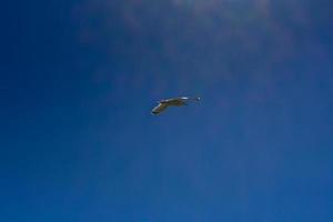 mouette volant dans le ciel bleu photo