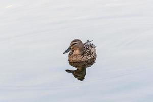 canards et drakes nagent dans l'étang photo