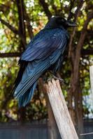 grand corbeau noir assis sur une branche en gros plan photo