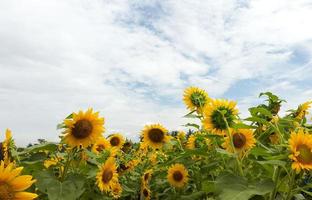 champ de tournesols photo